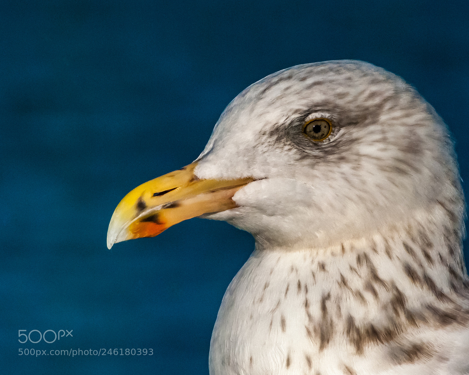 Nikon D40X sample photo. Gull head photography
