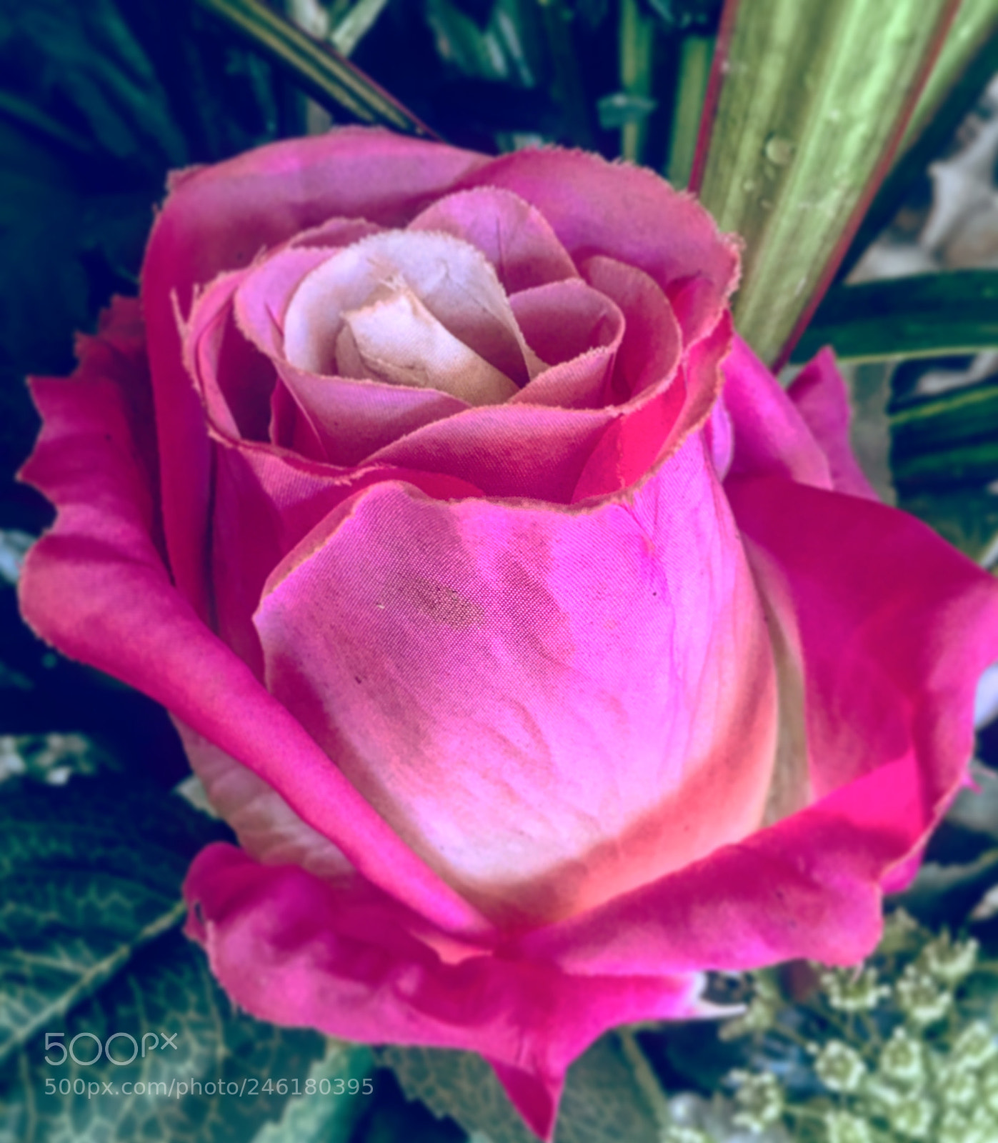 Apple iPhone 6s Plus sample photo. Untitled photography