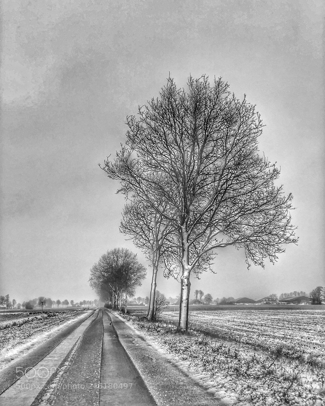 Apple iPhone X sample photo. Dutch winter photography