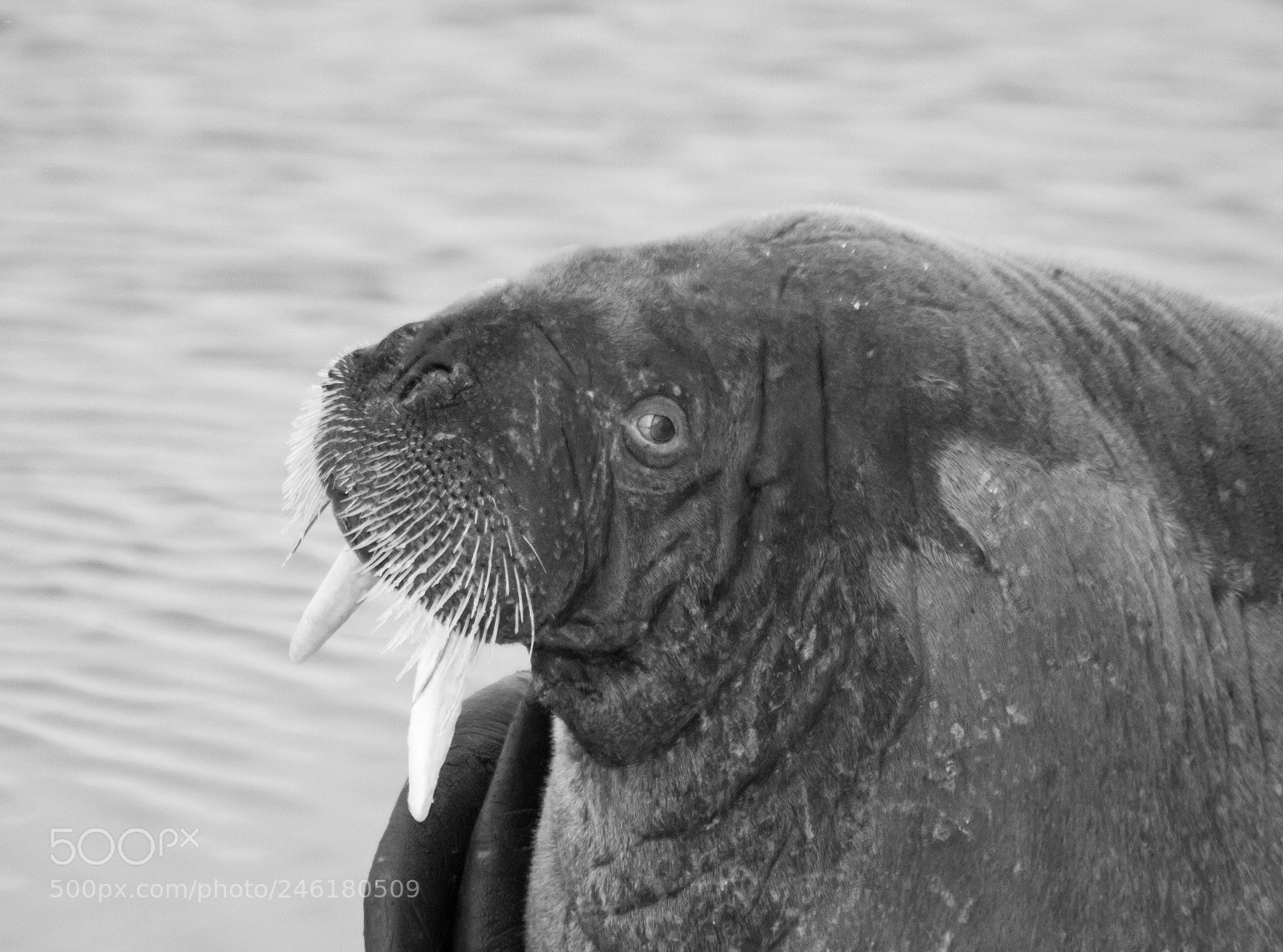 Canon EOS 760D (EOS Rebel T6s / EOS 8000D) sample photo. Walrus b/w photography