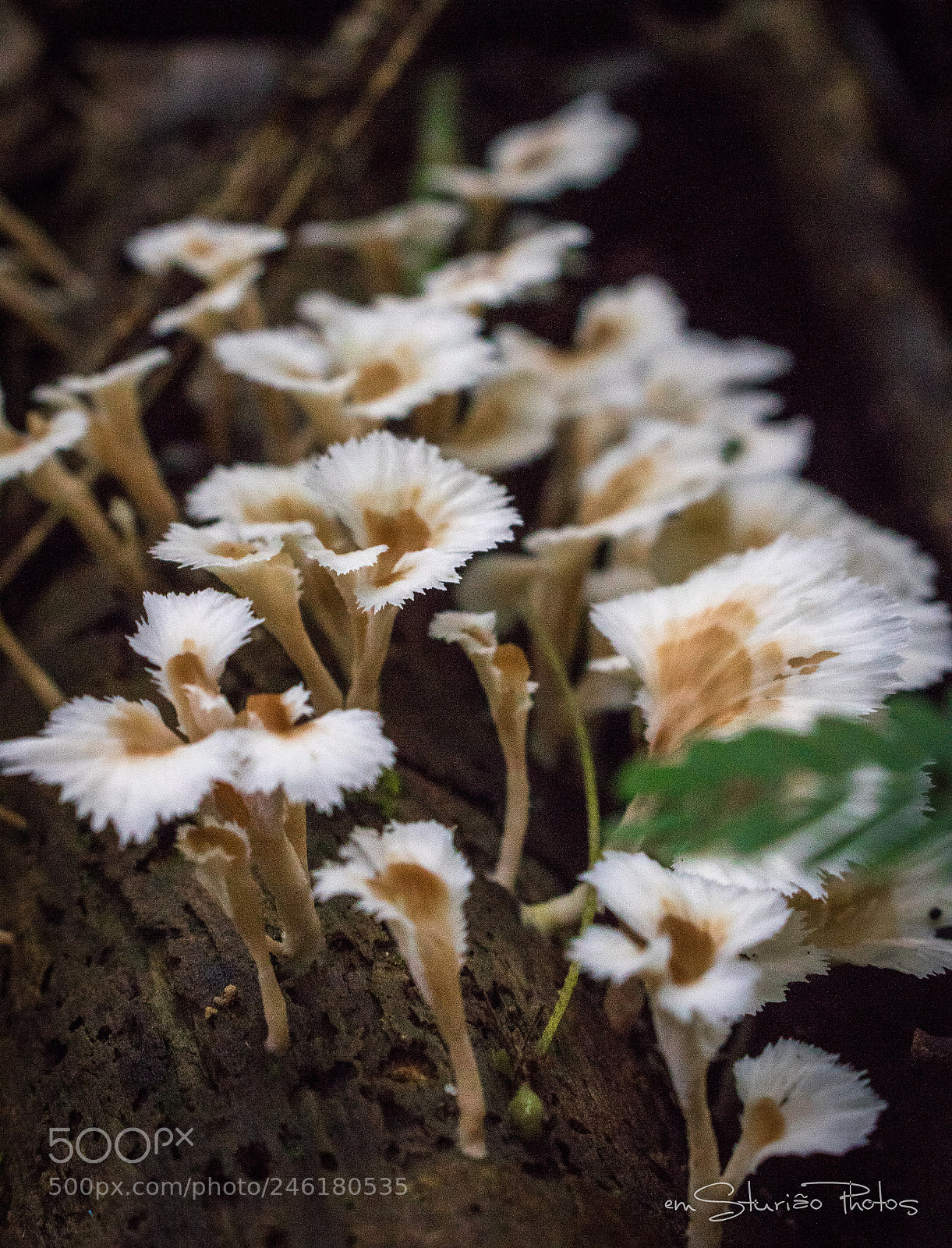 Canon EOS 750D (EOS Rebel T6i / EOS Kiss X8i) sample photo. Fungos photography