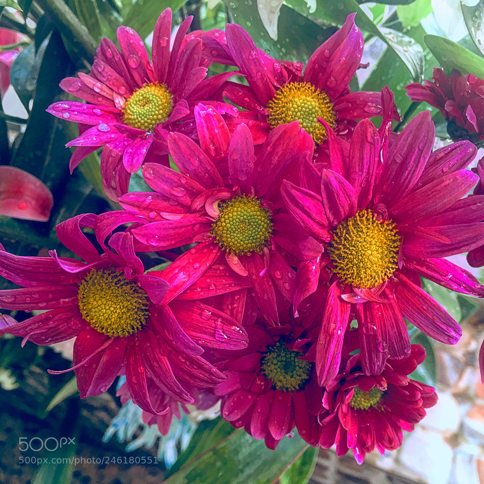 Apple iPhone 6s Plus sample photo. Untitled photography