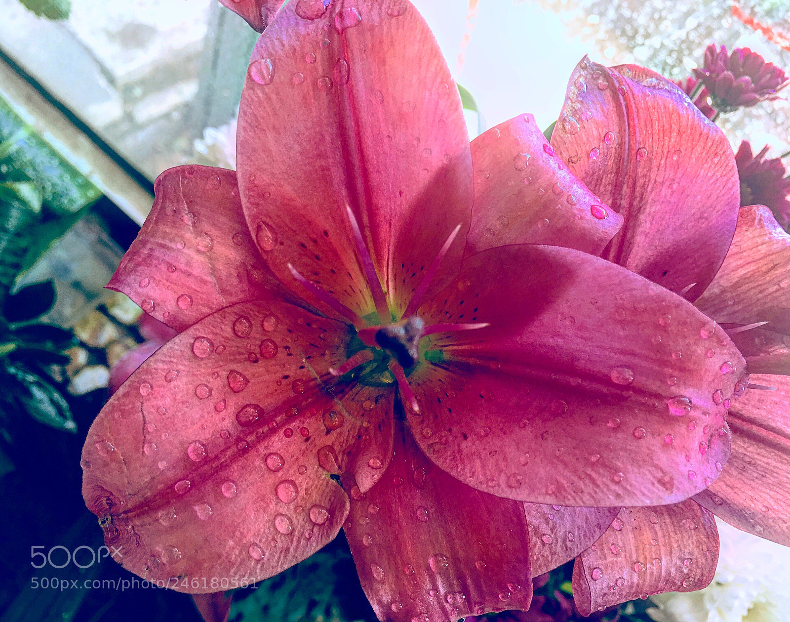 Apple iPhone 6s Plus sample photo. Untitled photography