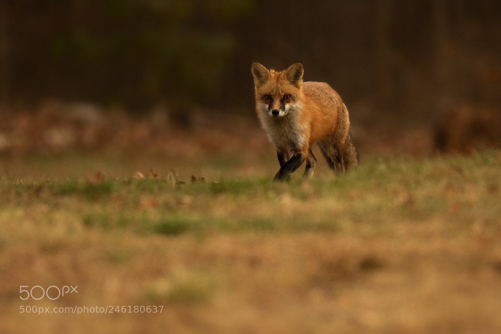 Canon EOS 7D Mark II sample photo. Fox trot photography