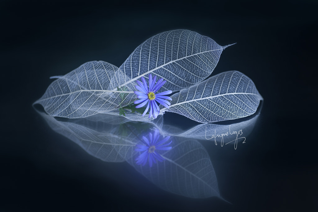 Lafugue Logos (lafuguelogos) Photos / 500px