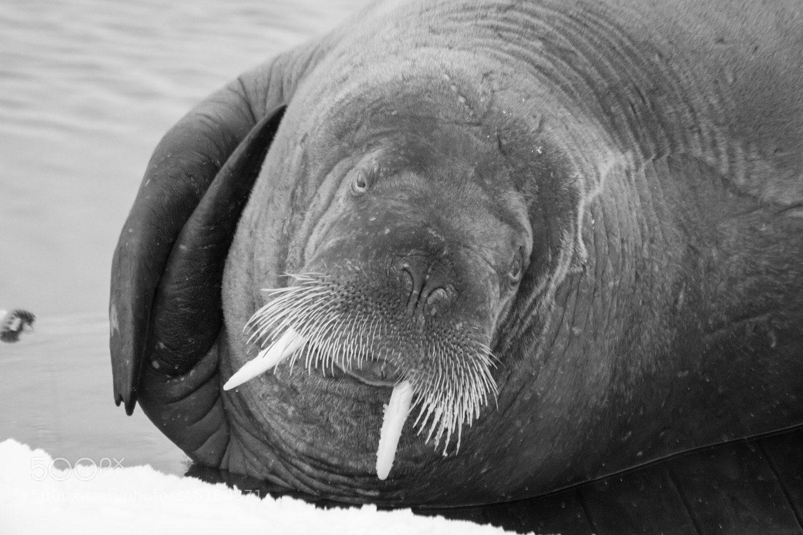 Canon EOS 760D (EOS Rebel T6s / EOS 8000D) sample photo. Walrus tana photography
