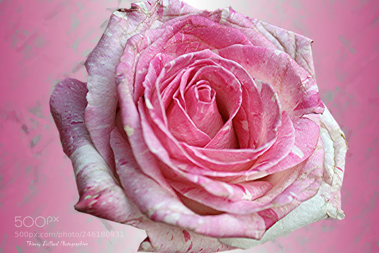 Canon EOS 600D (Rebel EOS T3i / EOS Kiss X5) sample photo. Douceur rose photography