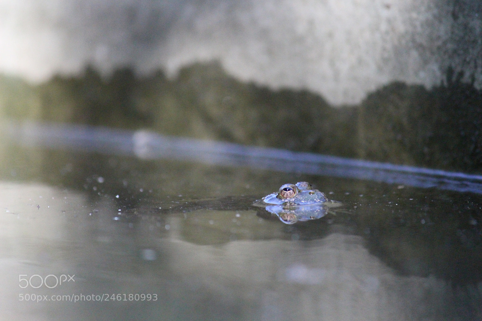 Canon EF-S 55-250mm F4-5.6 IS II sample photo. Img photography