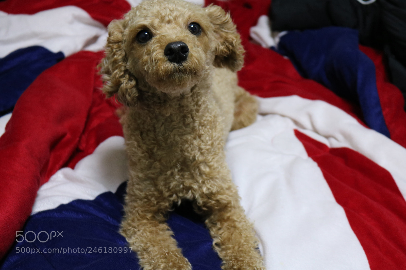 Canon EOS 750D (EOS Rebel T6i / EOS Kiss X8i) sample photo. Untitled photography