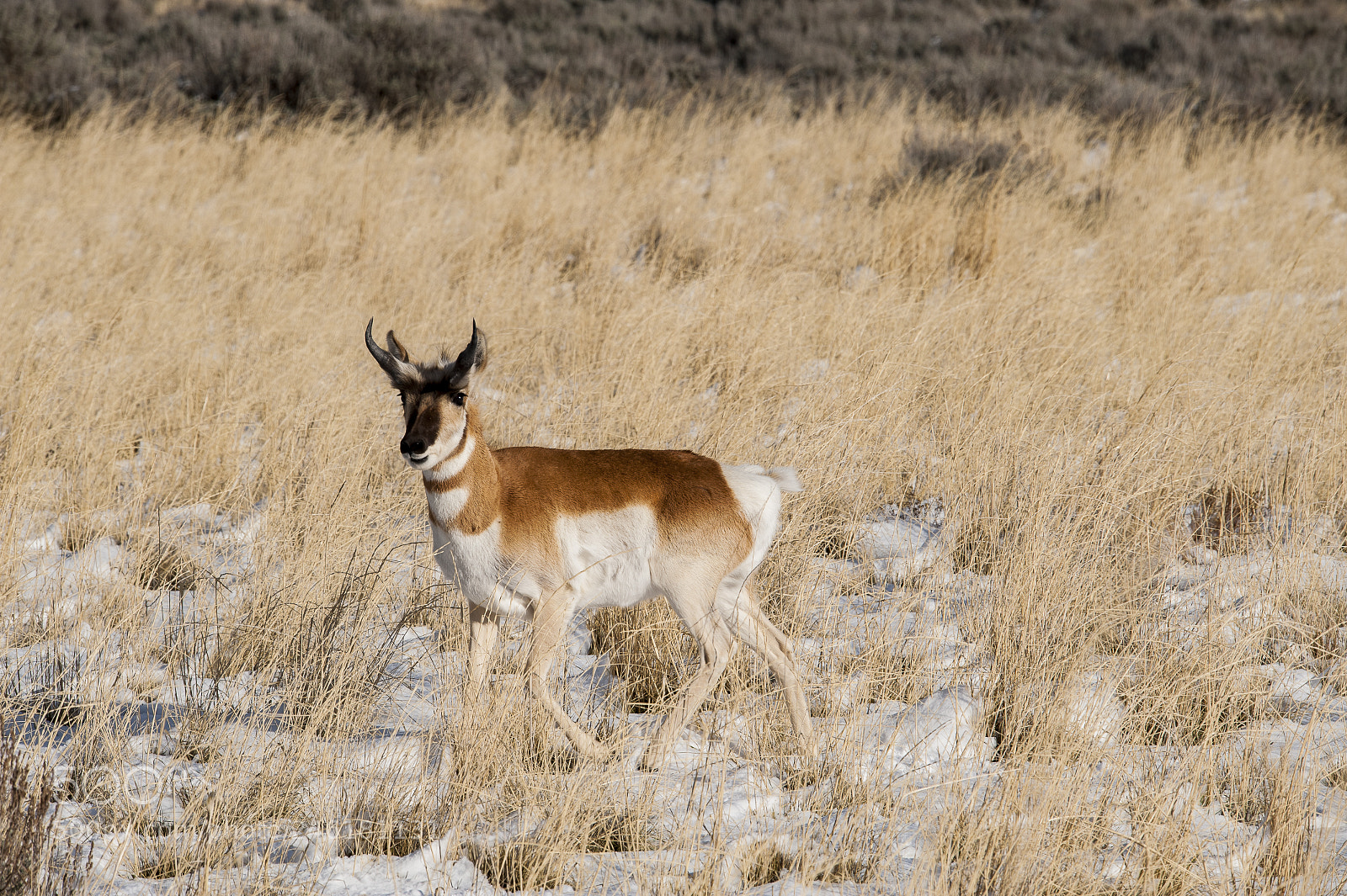 Nikon D700 sample photo. Antelope pronghorn photography
