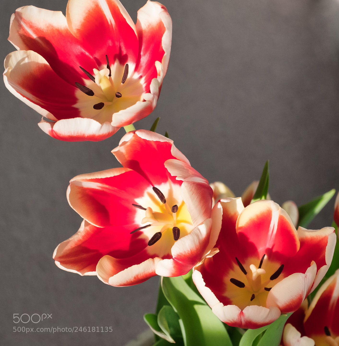 Fujifilm X-T2 sample photo. Capture the light tulips photography