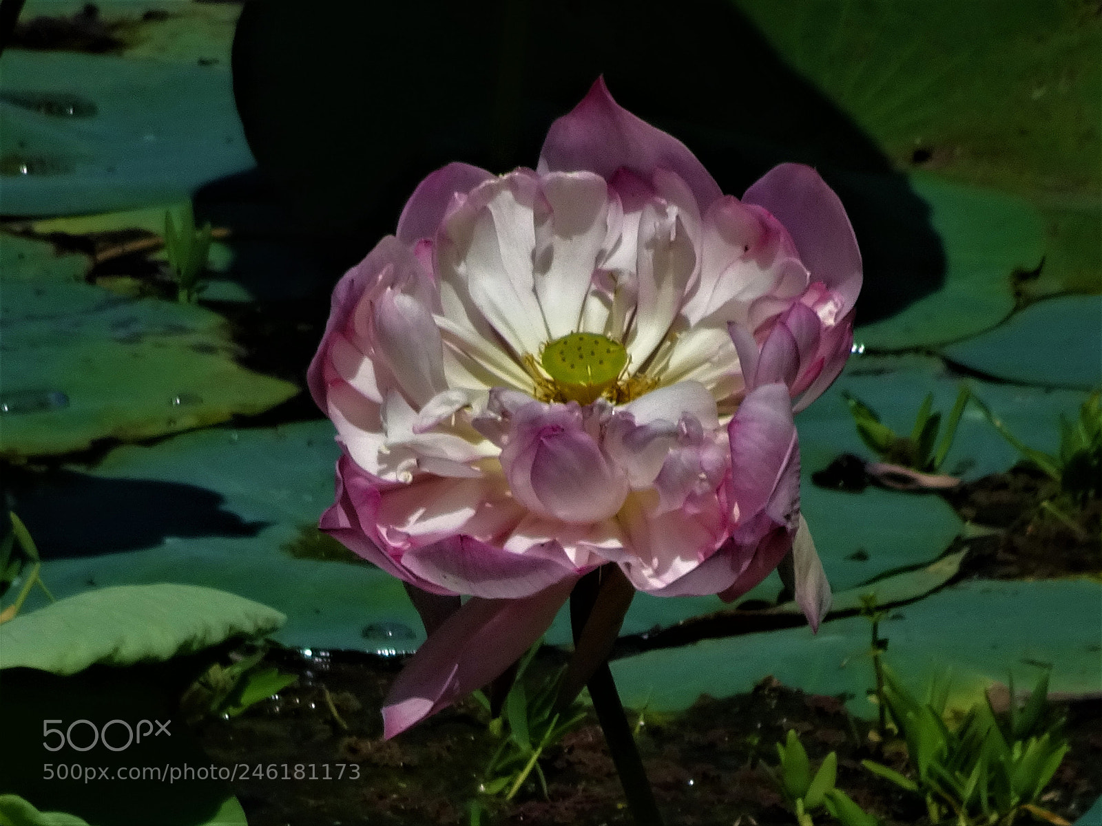 Sony Cyber-shot DSC-HX90V sample photo. Dsc photography
