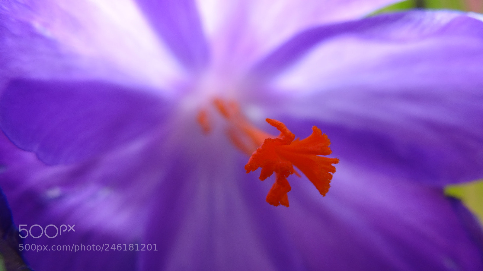Sony Cyber-shot DSC-HX20V sample photo. Color of the year photography