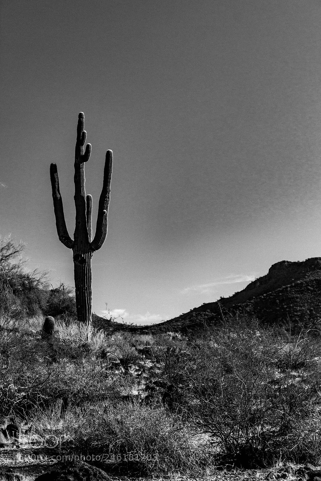 Canon EOS 600D (Rebel EOS T3i / EOS Kiss X5) sample photo. Lone saguaro photography