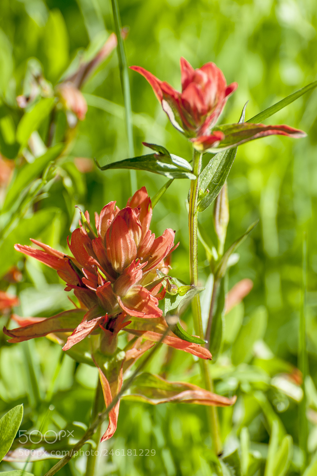 Nikon D700 sample photo. Desert paintbrush photography