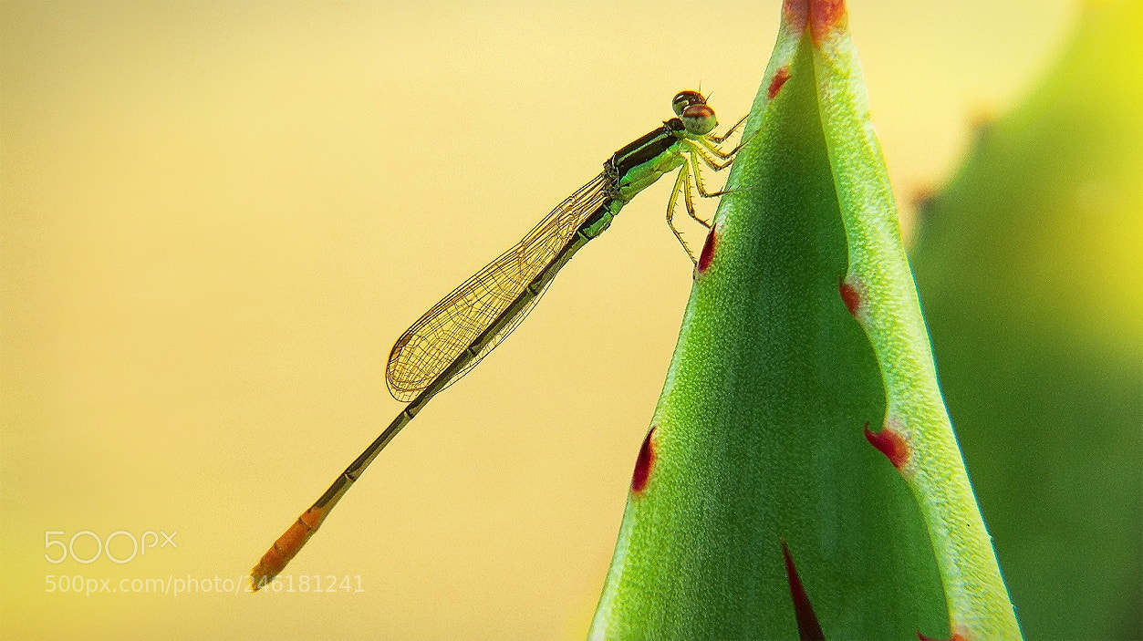 Xiaomi MI 5 sample photo. Dragonfly photography