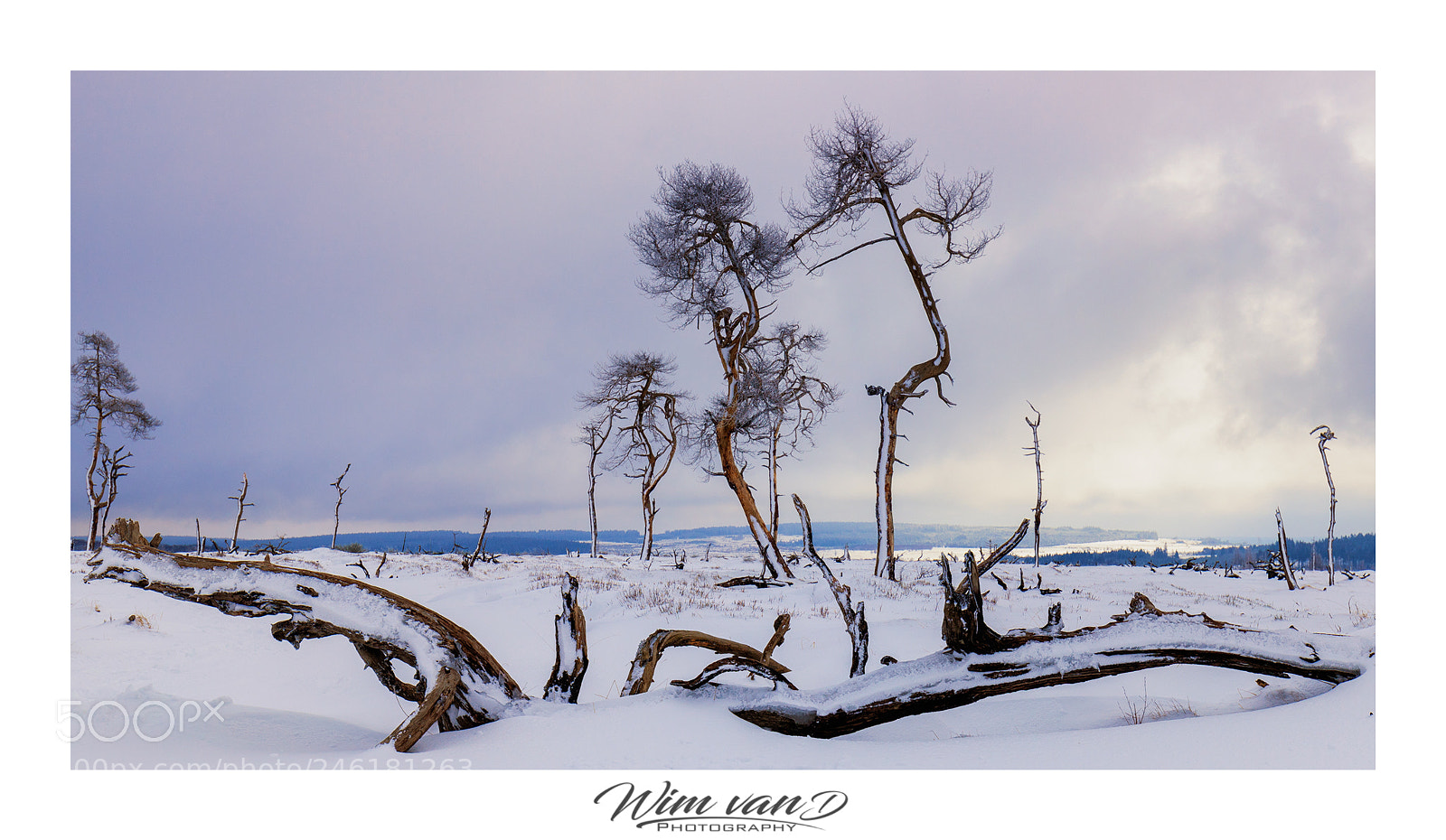 Canon EOS 6D Mark II sample photo. Burned trees in belgium photography