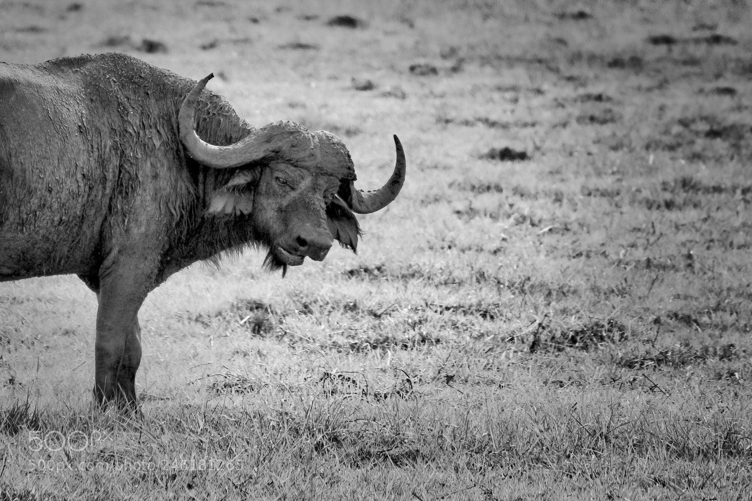 Canon EOS 100D (EOS Rebel SL1 / EOS Kiss X7) sample photo. Grumpy buffalo photography