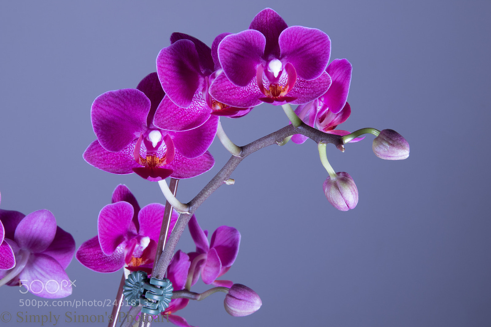 Canon EOS 7D Mark II sample photo. Purple orchid photography