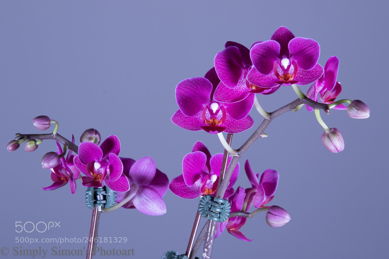 Canon EOS 7D Mark II sample photo. Purple orchid photography