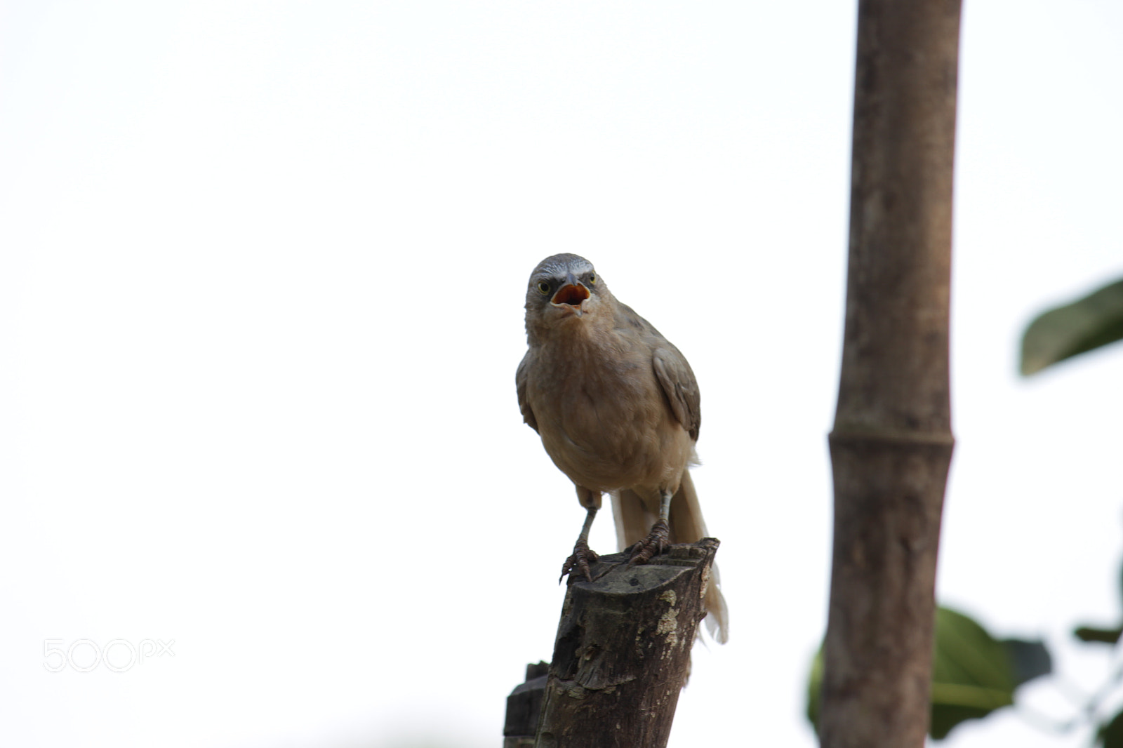 Canon EF-S 55-250mm F4-5.6 IS II sample photo. Img photography