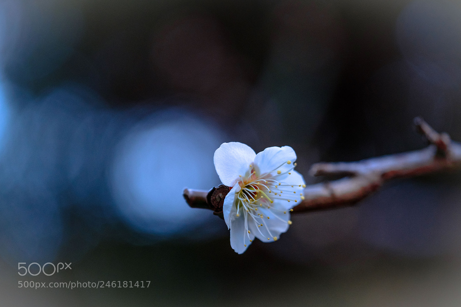 Fujifilm X-Pro2 sample photo. Approach of spring photography