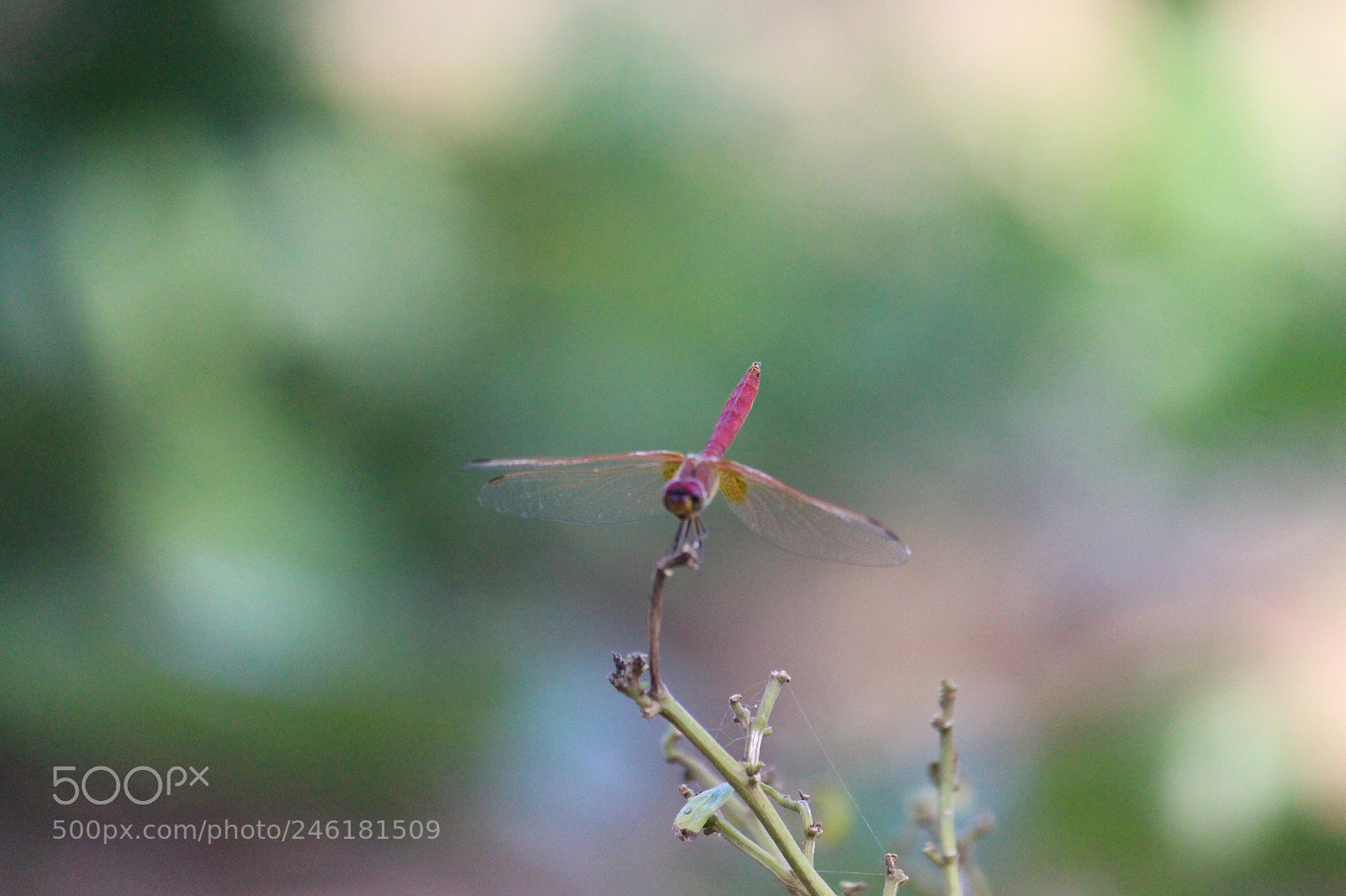 Canon EF-S 55-250mm F4-5.6 IS II sample photo. Img photography