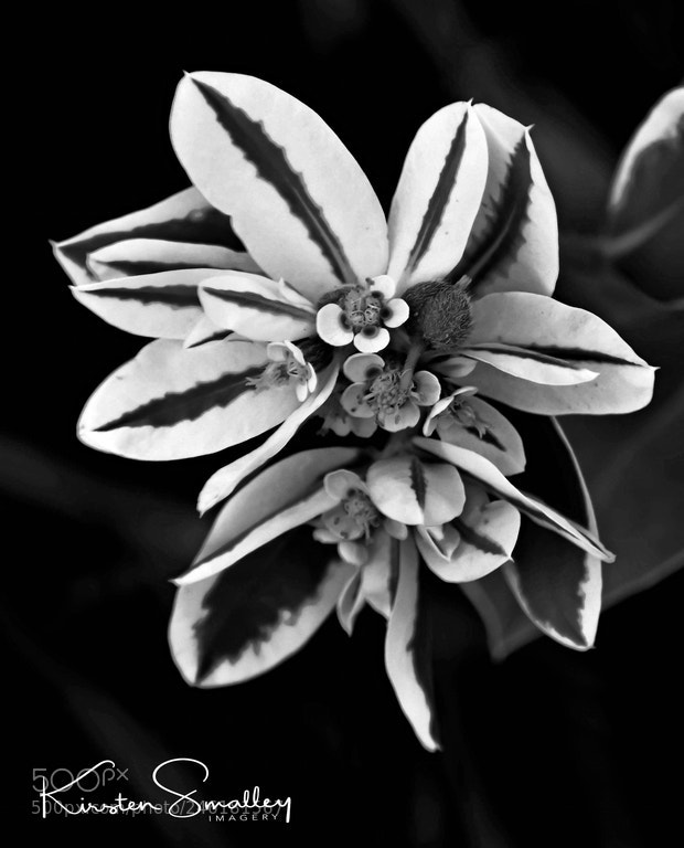 Nikon D3400 sample photo. Rsz floralbw photography