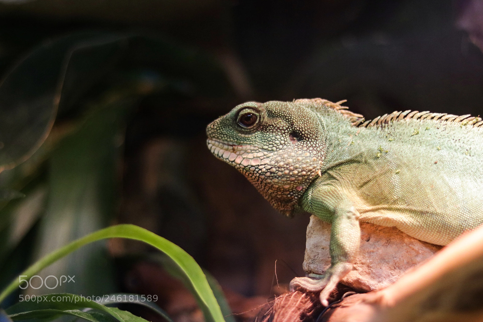 Canon EOS 750D (EOS Rebel T6i / EOS Kiss X8i) sample photo. Gekon. photography
