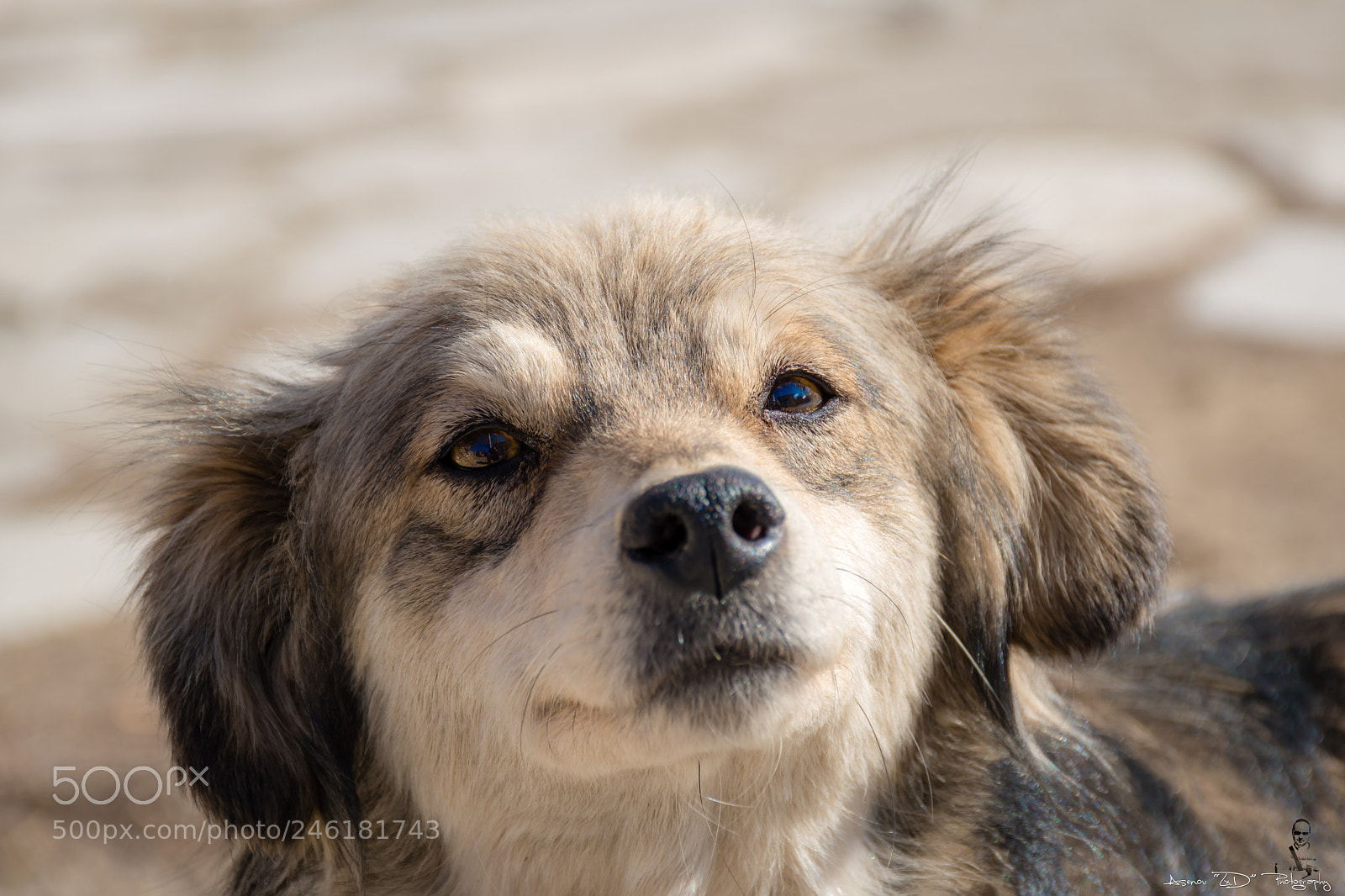 Nikon D5500 sample photo. Cute dog photography