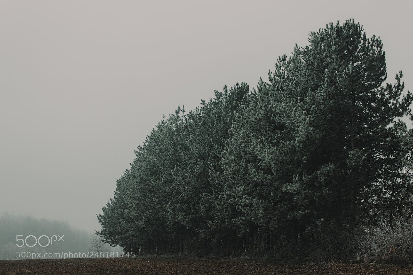 Canon EOS 600D (Rebel EOS T3i / EOS Kiss X5) sample photo. Frozen trees photography