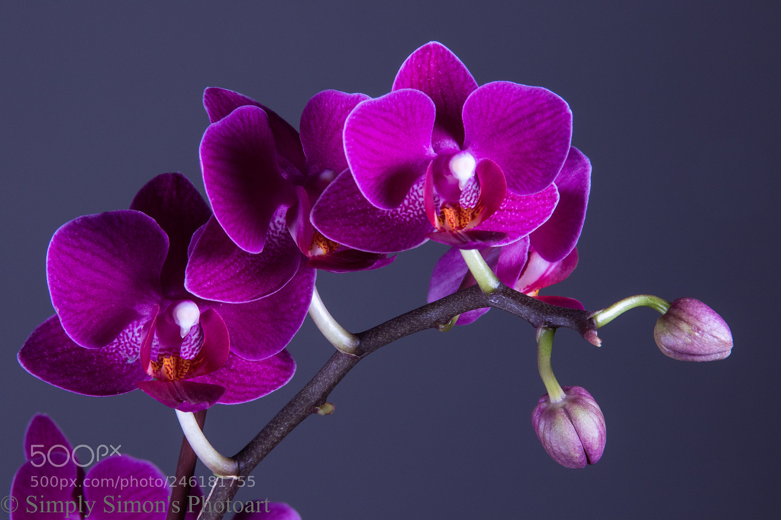 Canon EOS 7D Mark II sample photo. Purple orchid photography