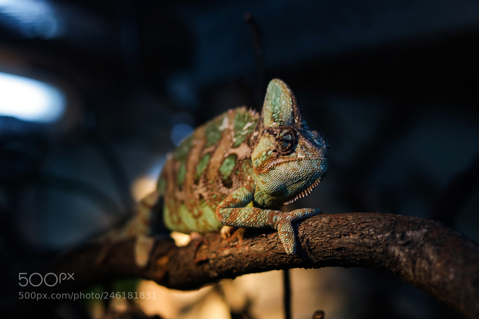 Canon EOS 750D (EOS Rebel T6i / EOS Kiss X8i) sample photo. Cameleon. photography