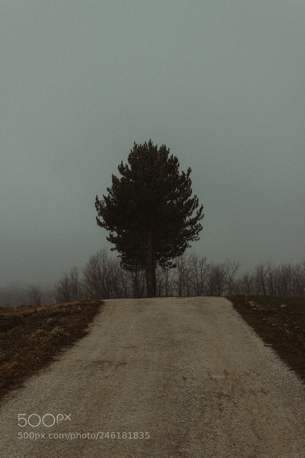 Canon EOS 600D (Rebel EOS T3i / EOS Kiss X5) sample photo. Lonely path photography