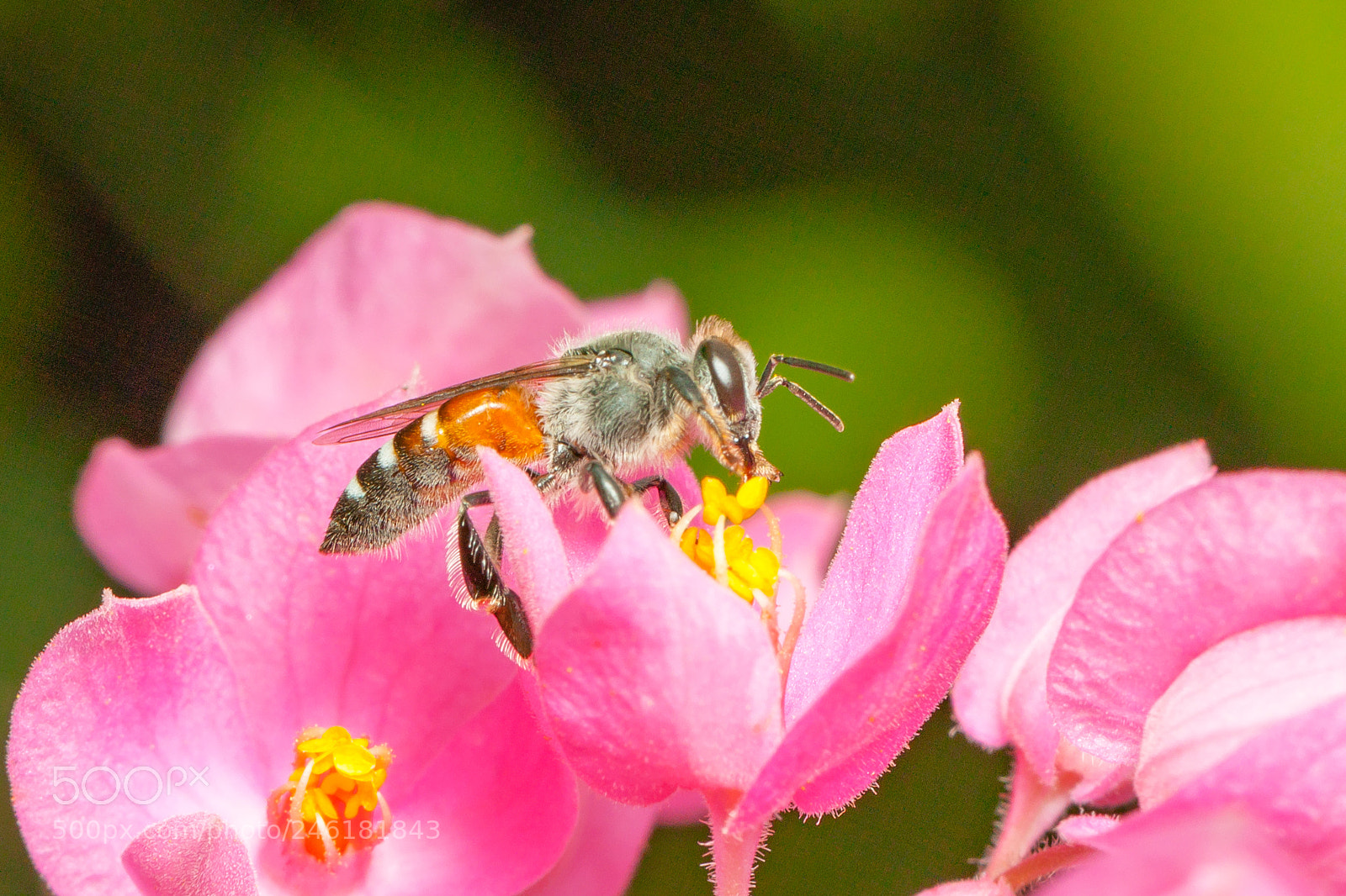 Canon EOS 50D sample photo. Red dwarf honey bee photography