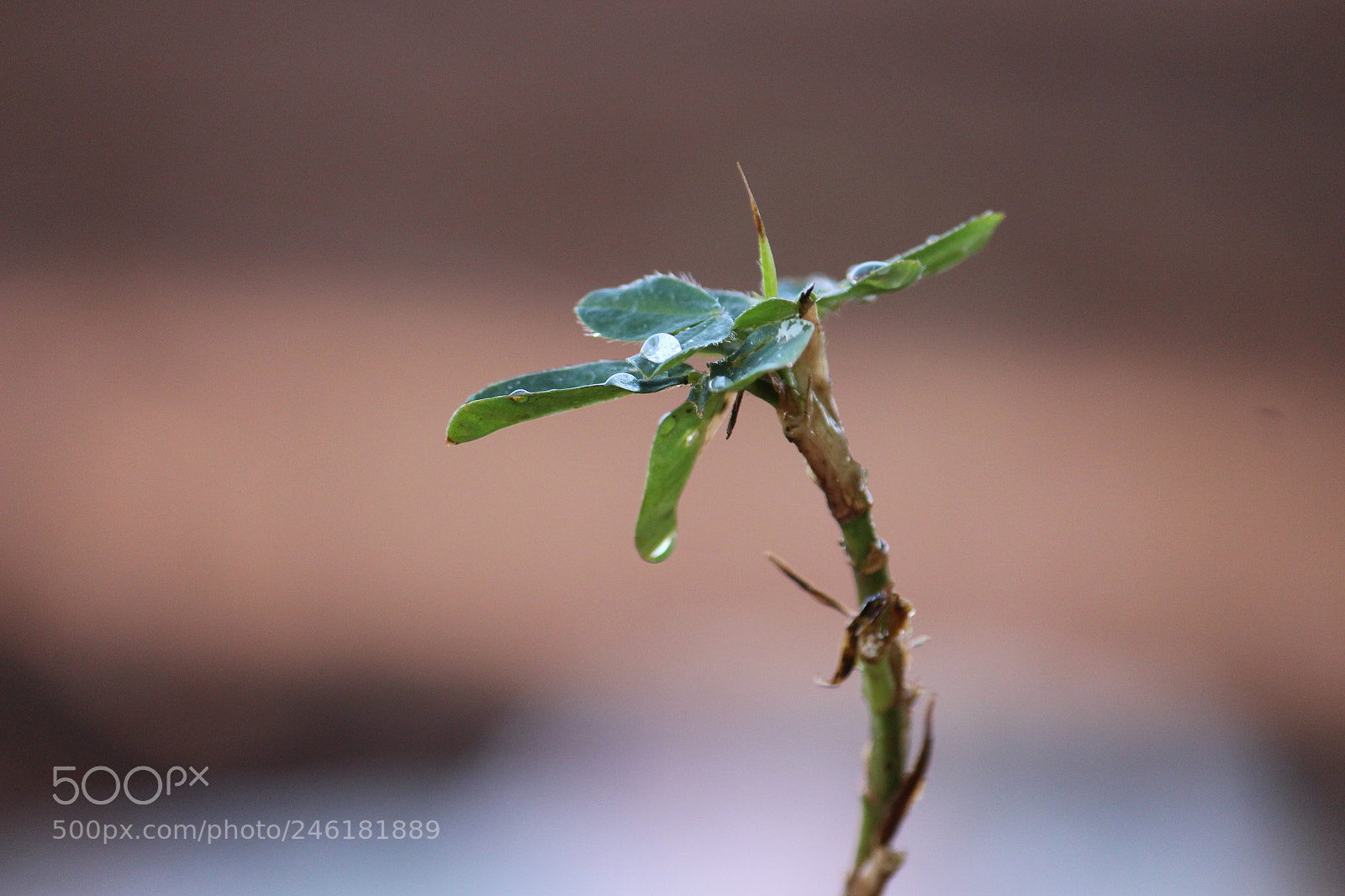 Canon EF-S 55-250mm F4-5.6 IS II sample photo. Img photography