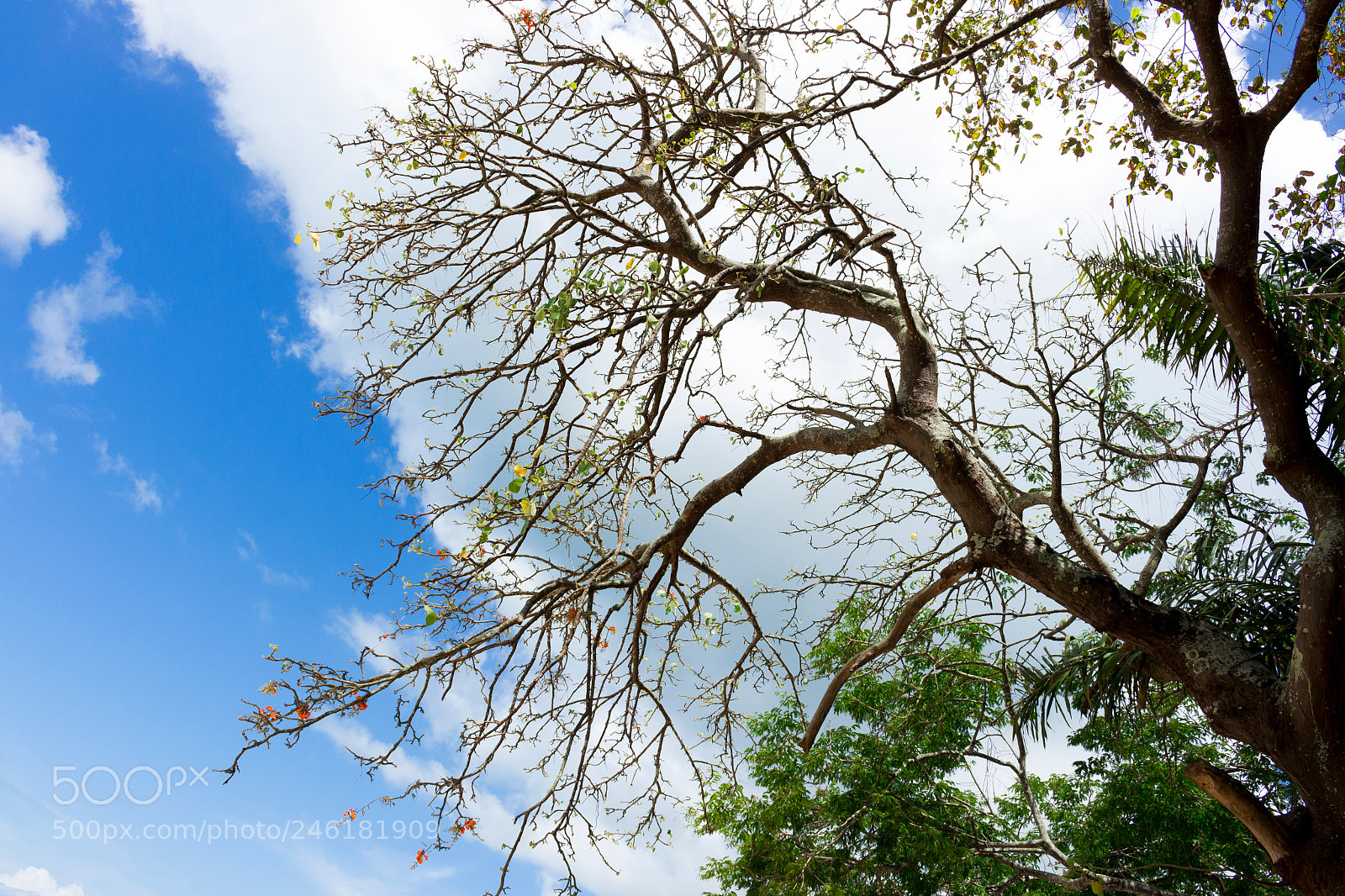 Canon EOS 700D (EOS Rebel T5i / EOS Kiss X7i) sample photo. Mãe natureza photography