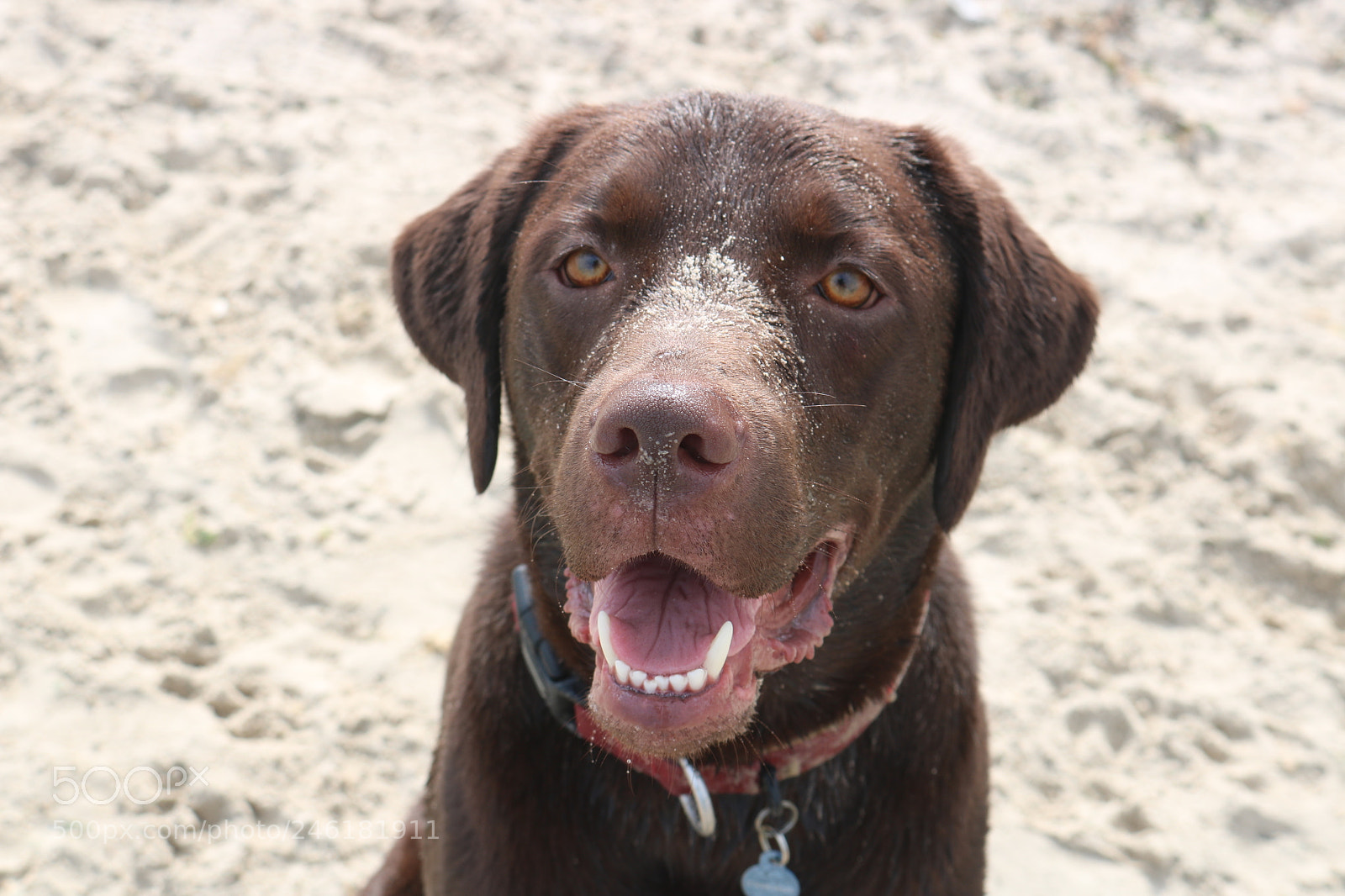 Canon EOS 750D (EOS Rebel T6i / EOS Kiss X8i) sample photo. Harley photography