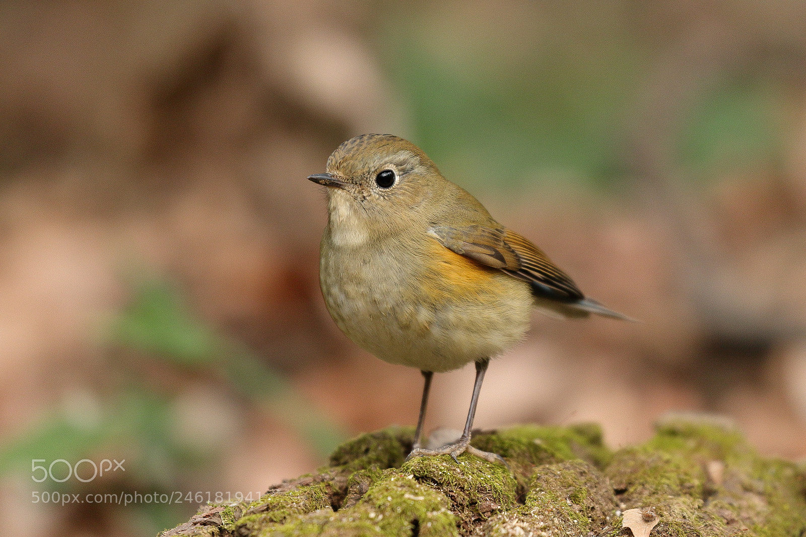 Canon EOS 7D Mark II sample photo. Little bird 3634 photography