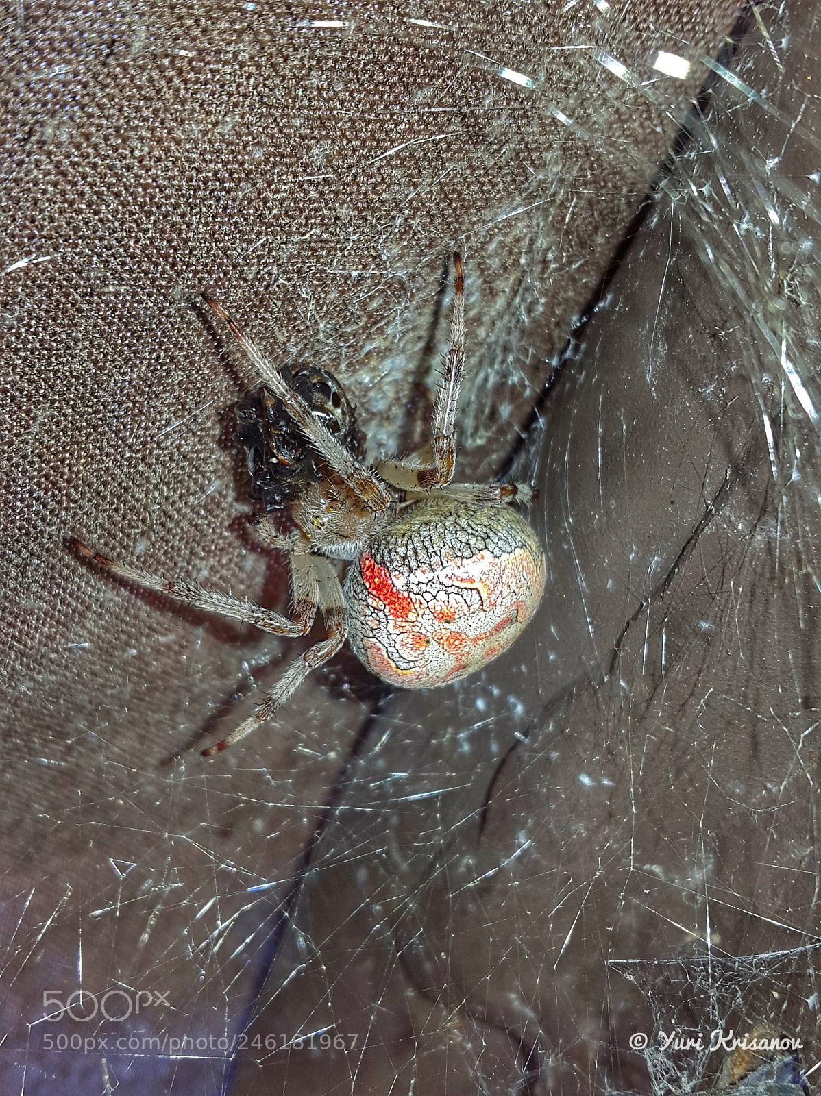 Samsung Galaxy Alpha sample photo. The spider caught a photography