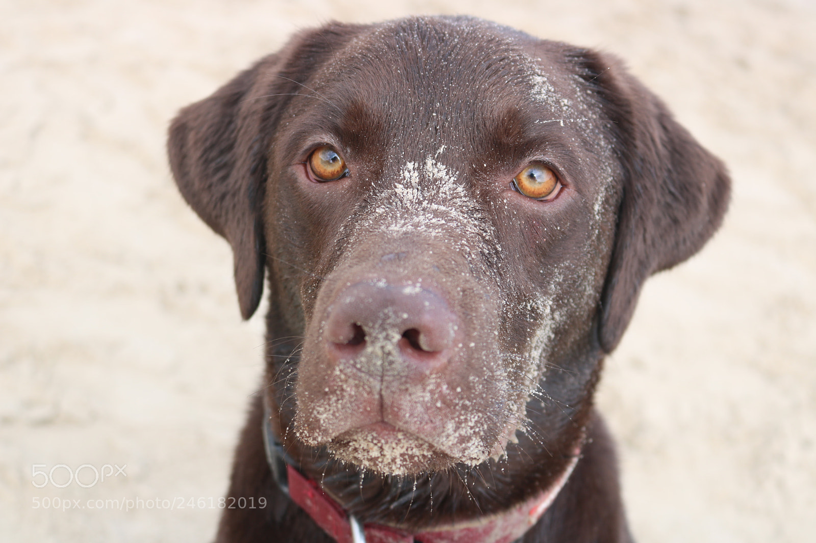 Canon EOS 750D (EOS Rebel T6i / EOS Kiss X8i) sample photo. Harley photography