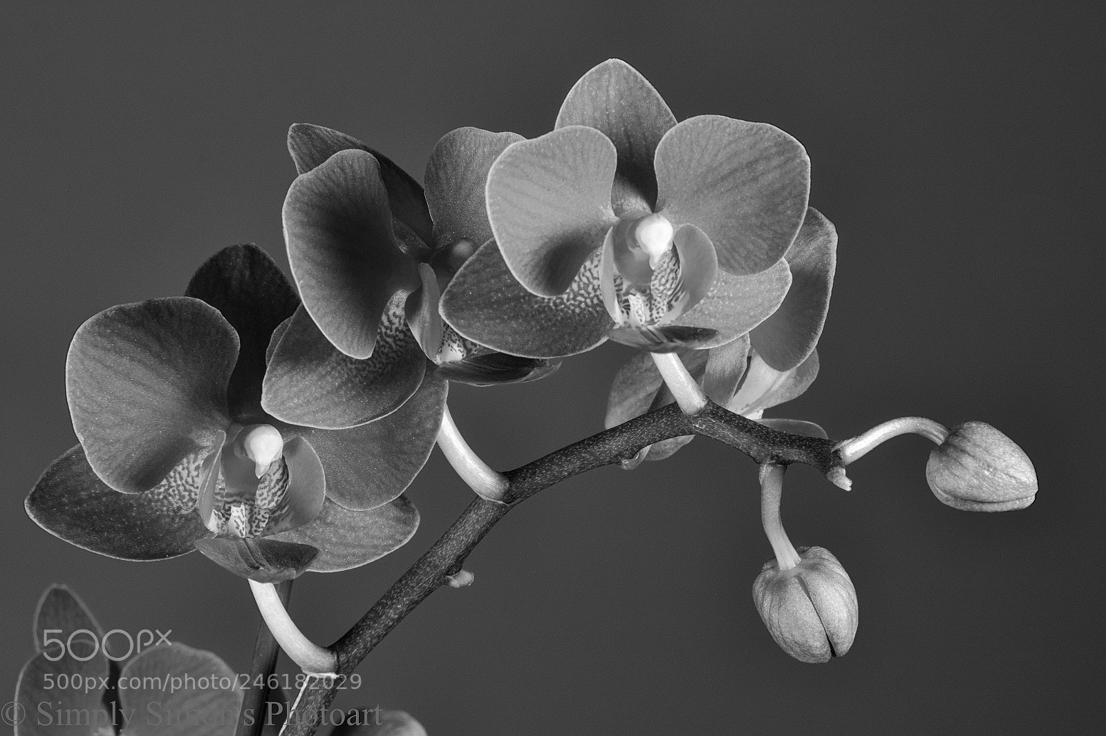Canon EOS 7D Mark II sample photo. Purple orchid photography