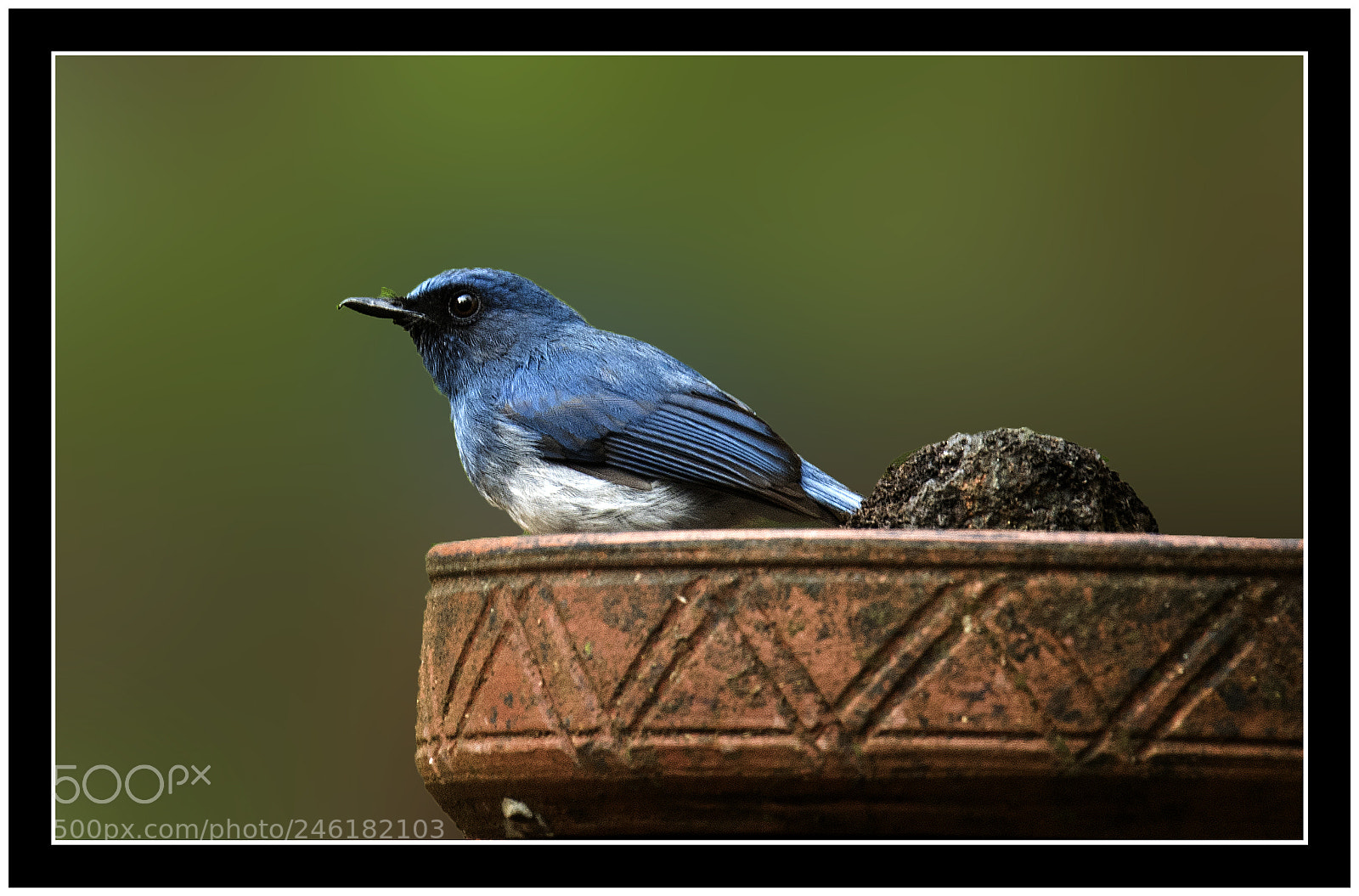 Nikon D810 sample photo. Black naped monarch photography