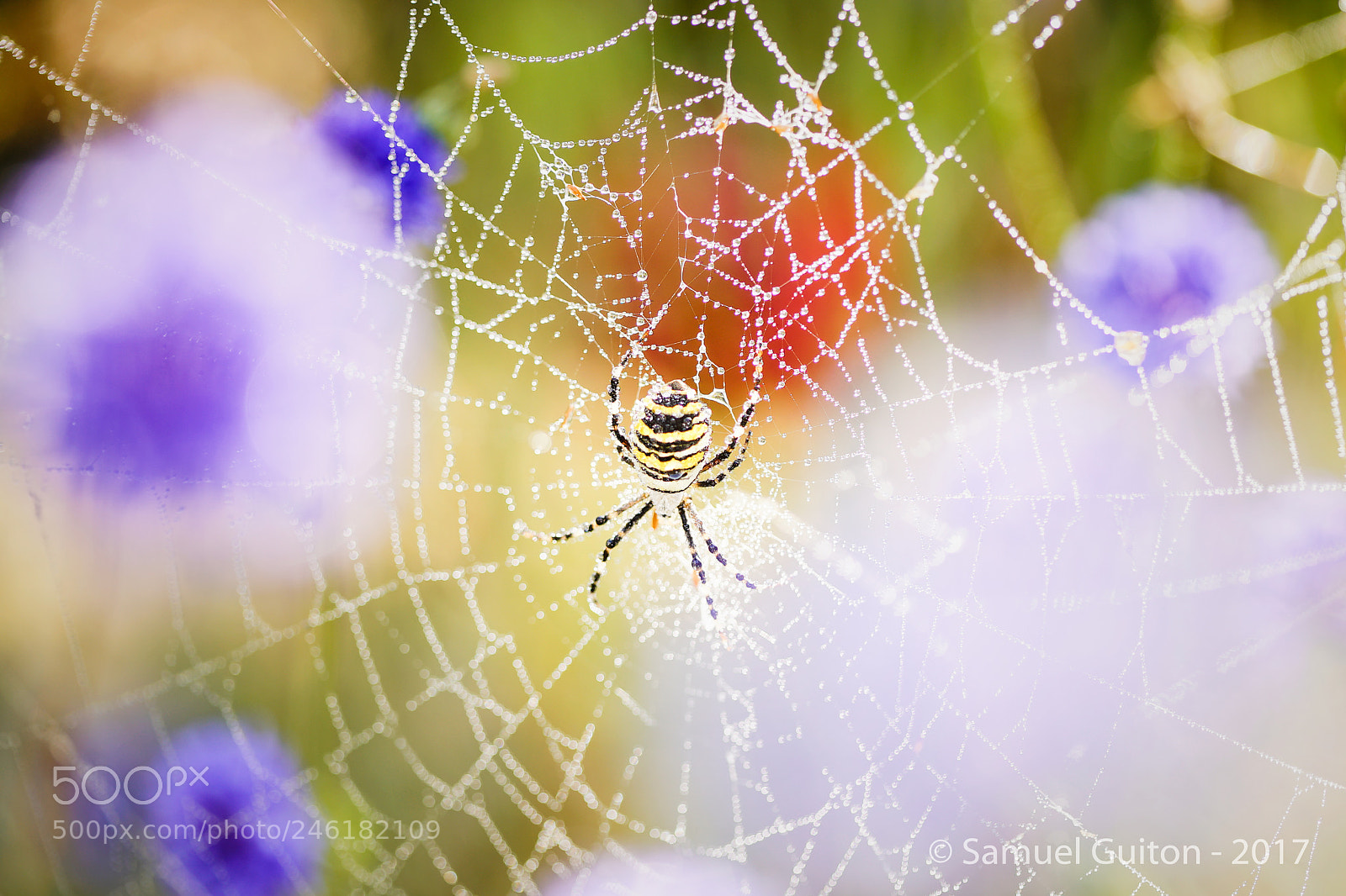 Sony a7S sample photo. Argiope frelon photography