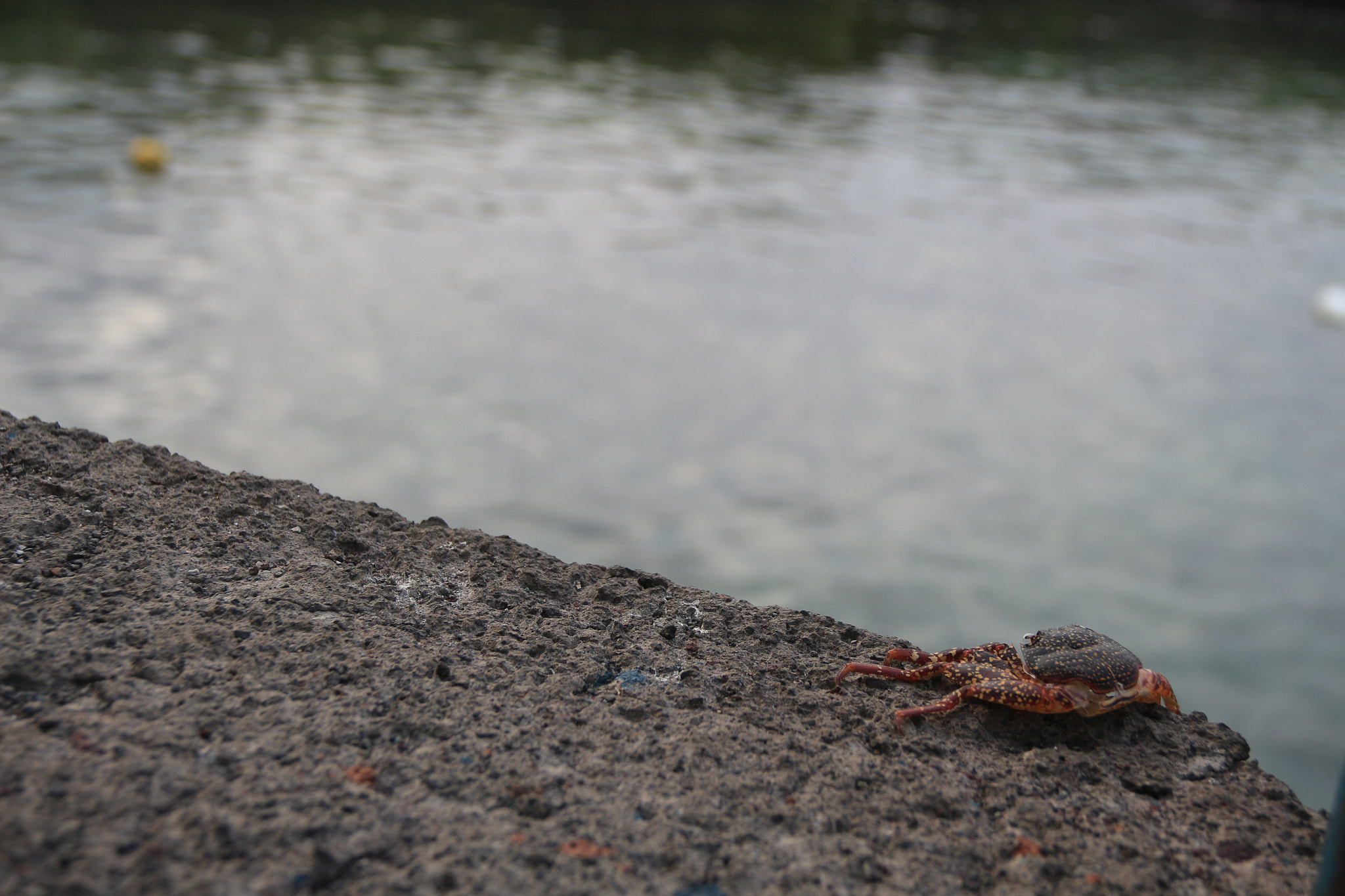 Canon EF-S 18-135mm F3.5-5.6 IS sample photo. Despertar del cangrejo photography