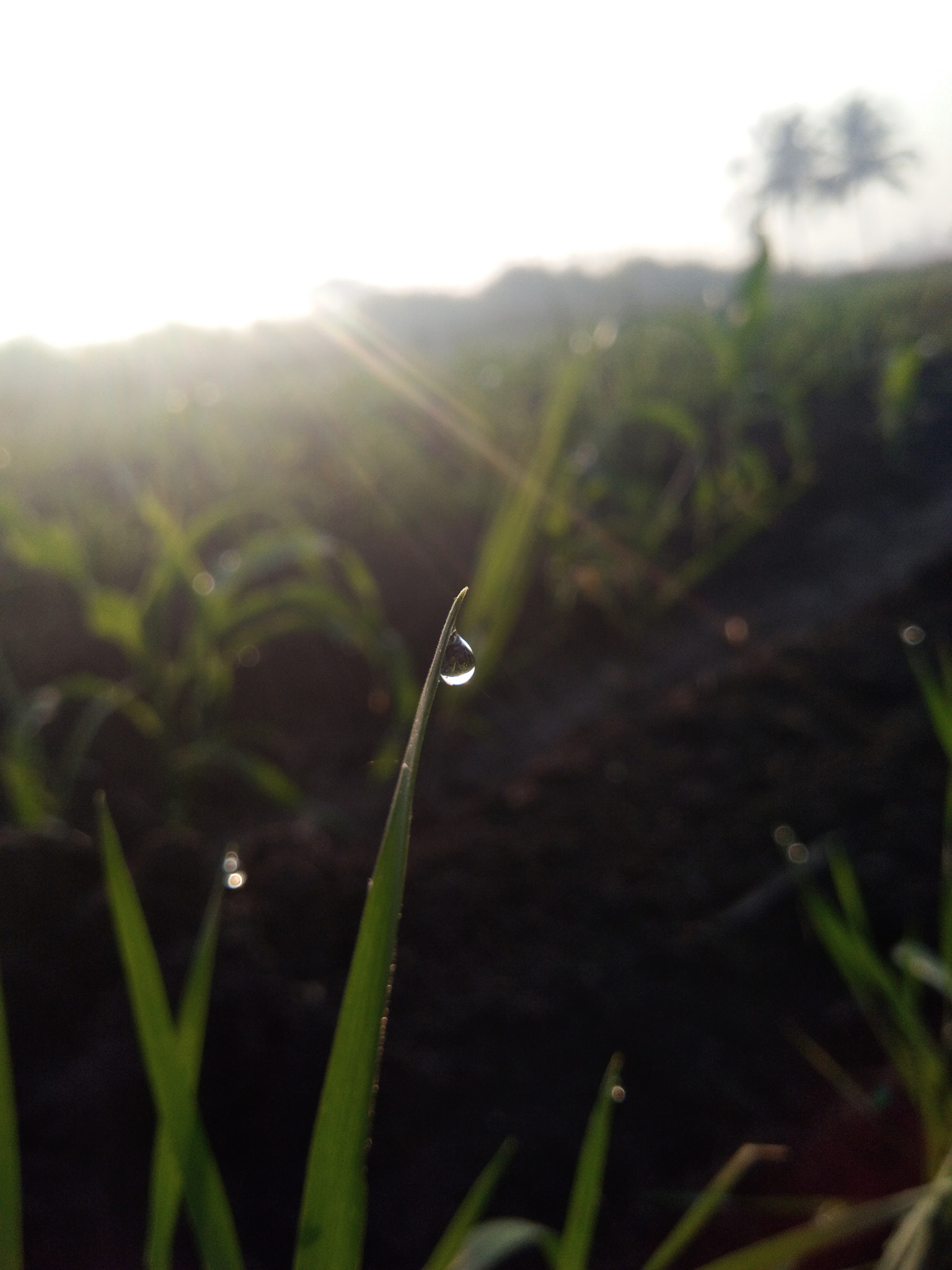 vivo Y55s sample photo