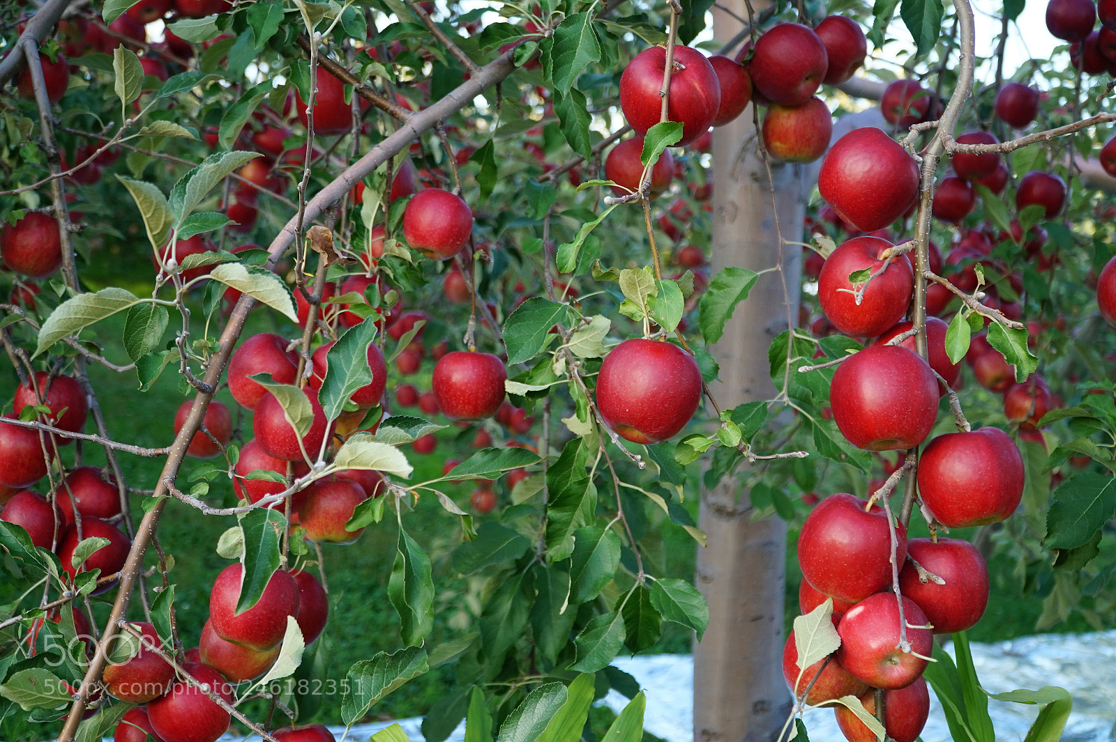 Sony Alpha a5000 (ILCE 5000) sample photo. Apples photography