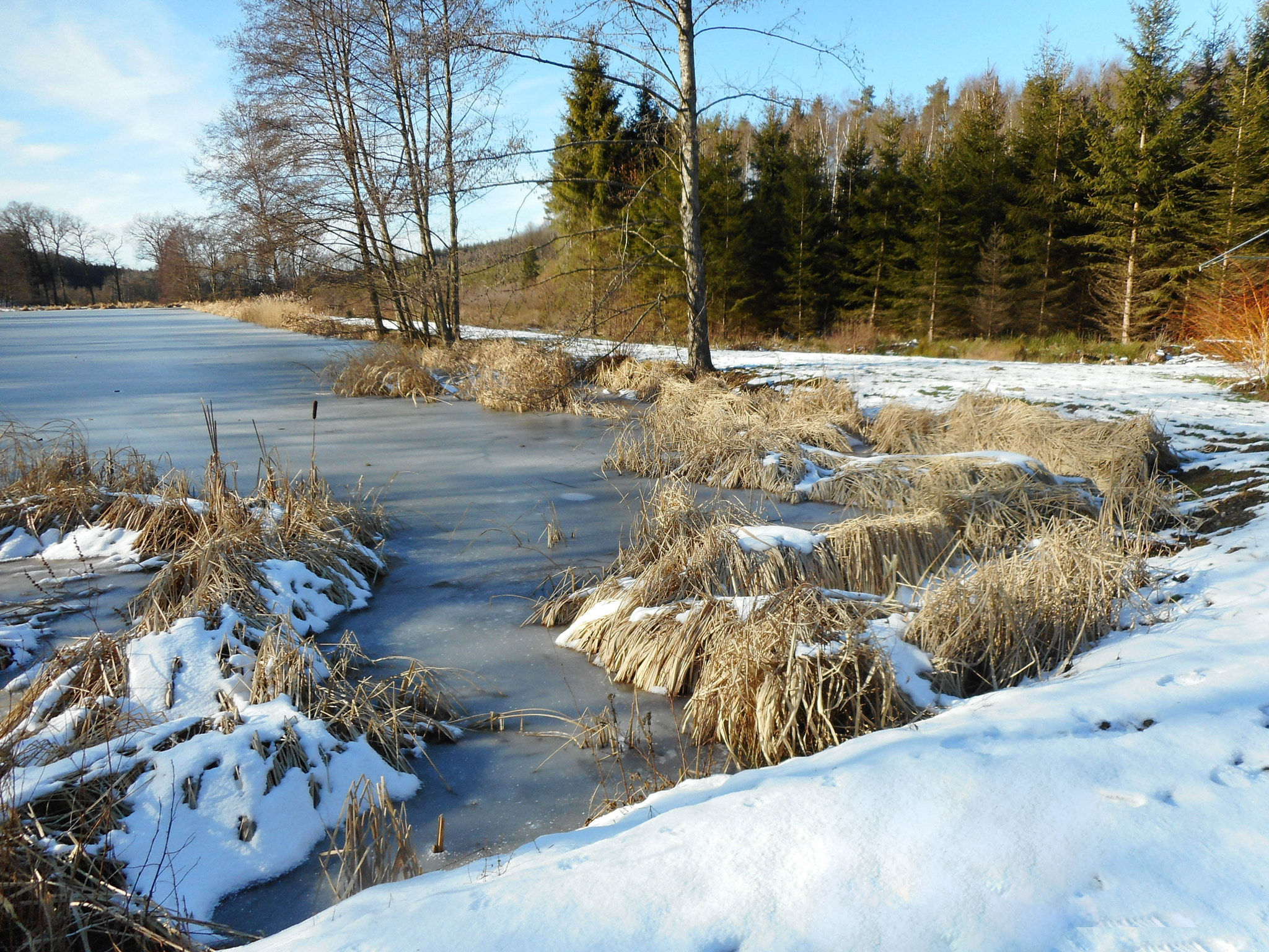 Nikon Coolpix A300 sample photo. Joncs pris dans la glace. photography