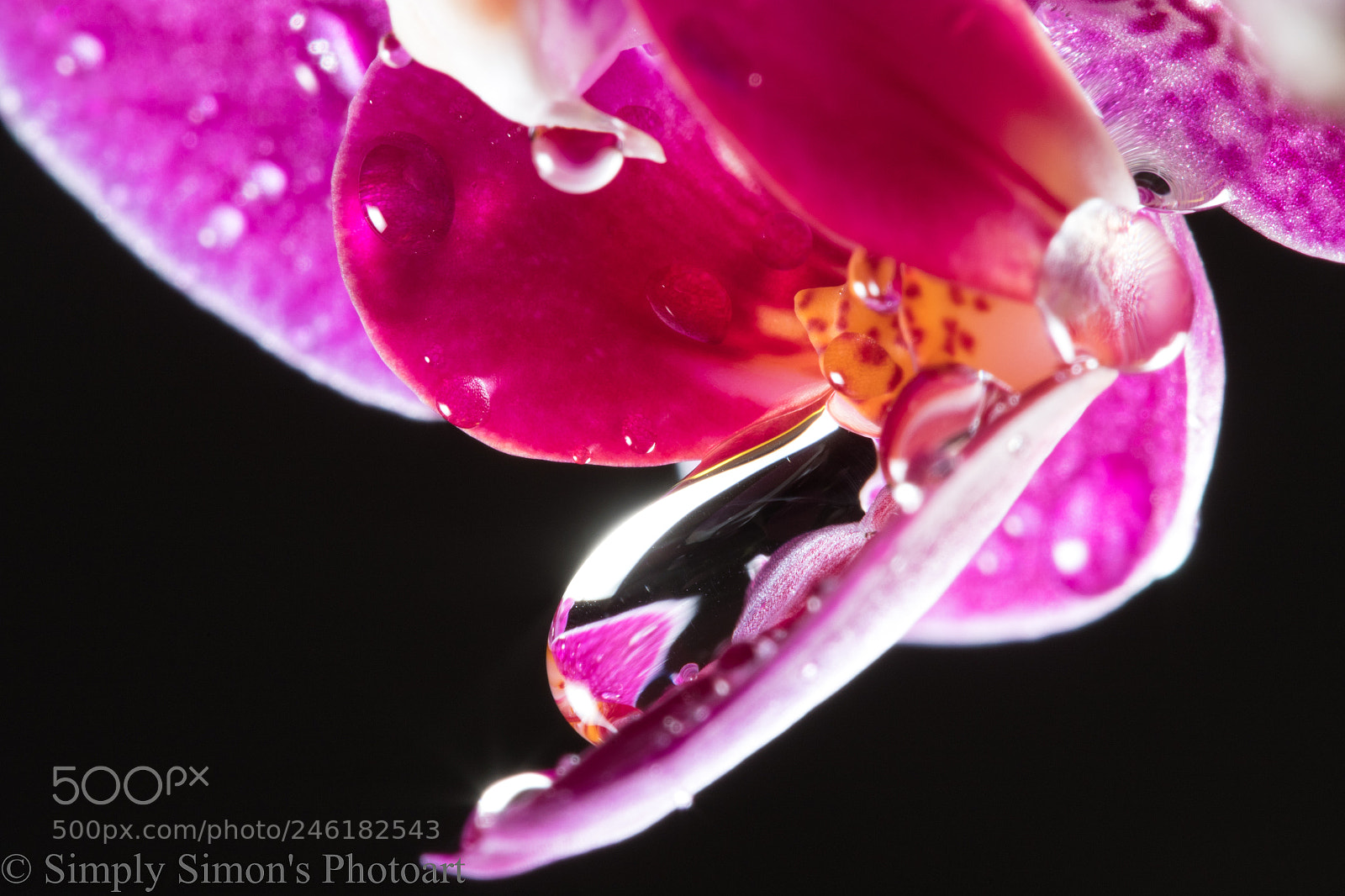 Canon EOS 7D Mark II sample photo. Purple orchid photography