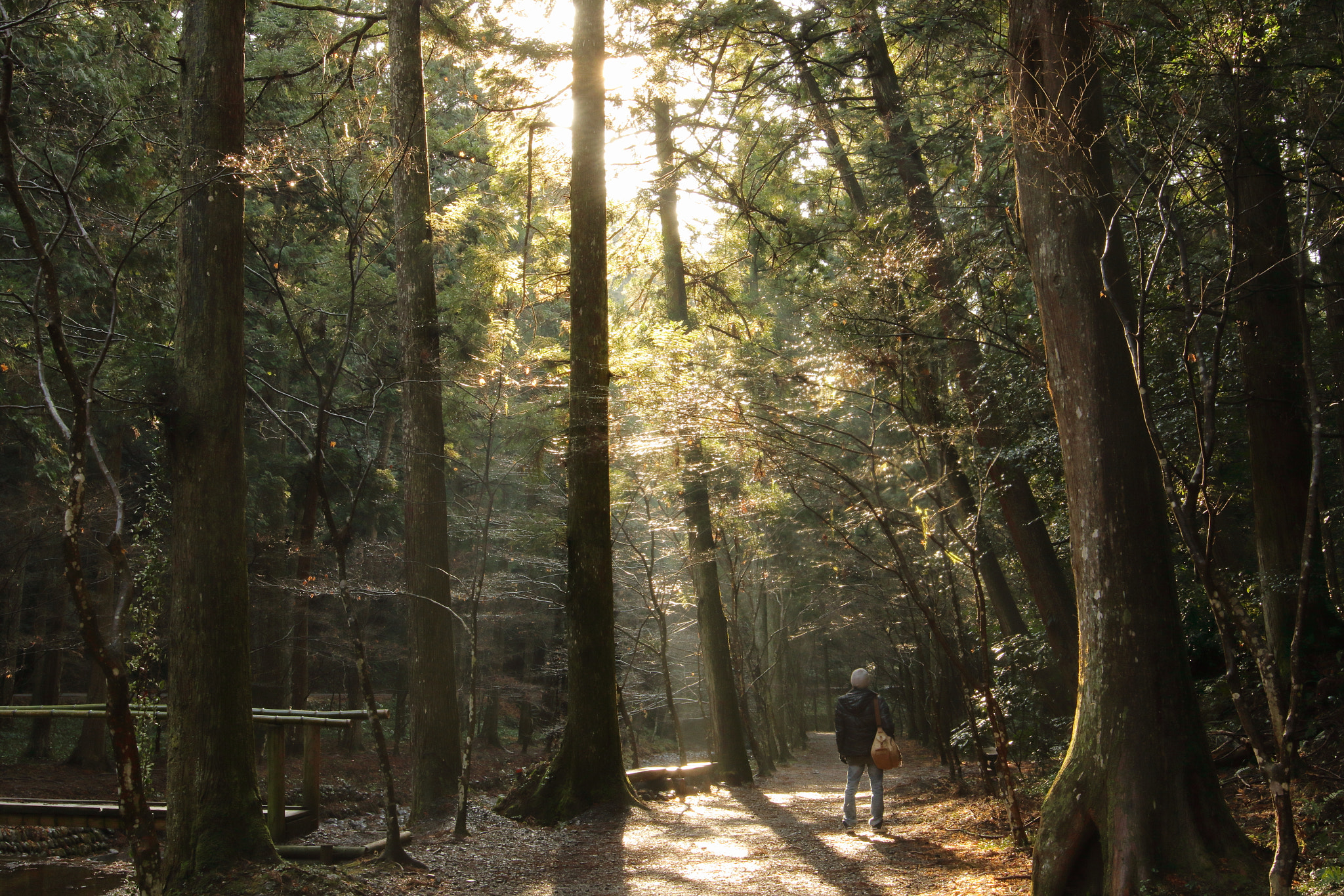 Sigma 24mm F1.4 DG HSM Art sample photo. 光と。 photography